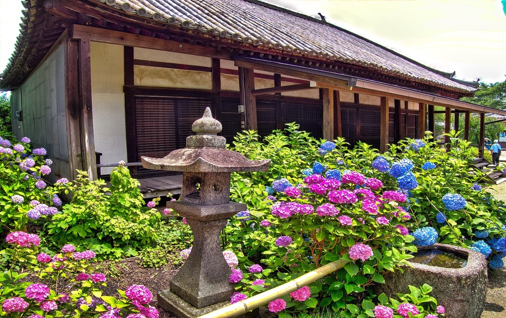 日本風景７５０　寺　庭　あじさい