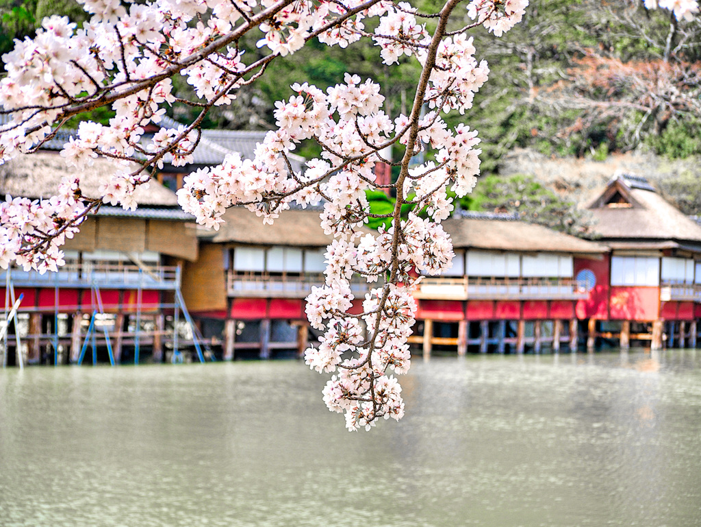 日本風景１０５3 桜