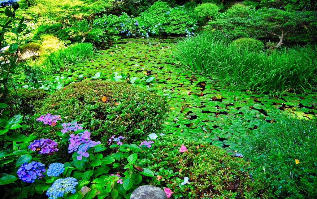 日本風景７７０　寺　紫陽花