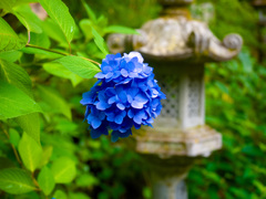 日本風景９８８　紫陽花