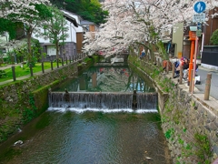 日本風景１３７６　桜