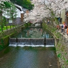 日本風景１３７６　桜
