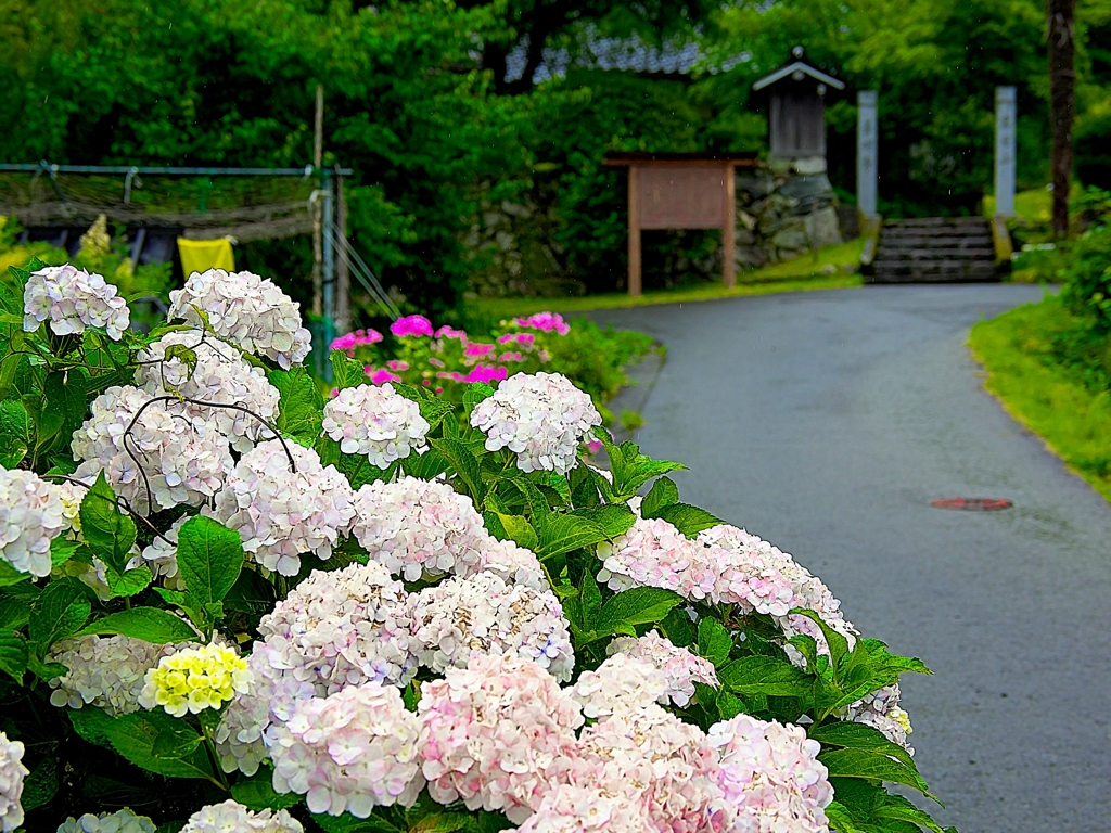 日本風景１４２４紫陽花