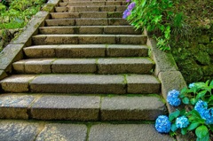 日本風景７６８　寺　紫陽花