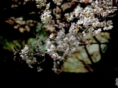 日本風景１３７５　桜
