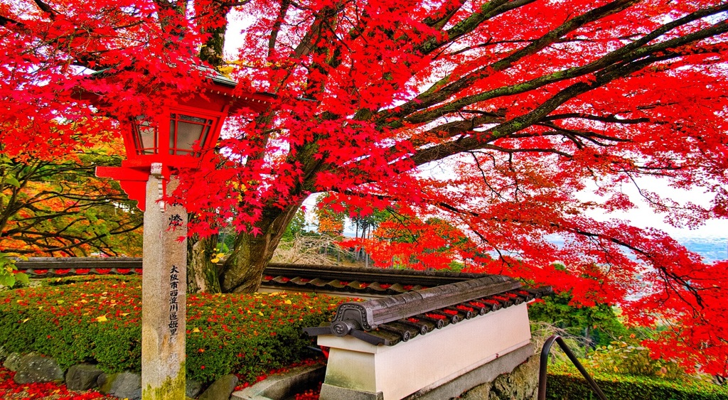 風景２５５ 寺　秋