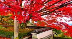 風景２５５ 寺　秋