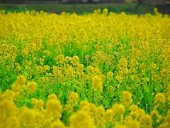 日本風景１３６７　菜の花