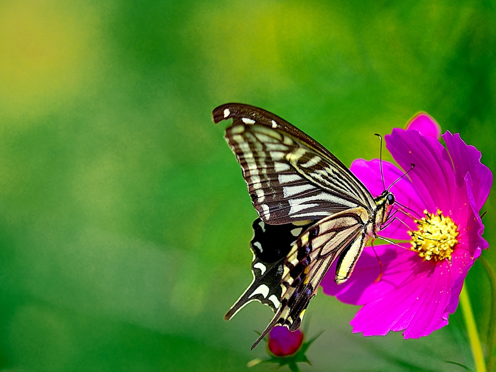 日本風景１４７６コスモスと蝶