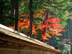 日本風景１０２2　秋