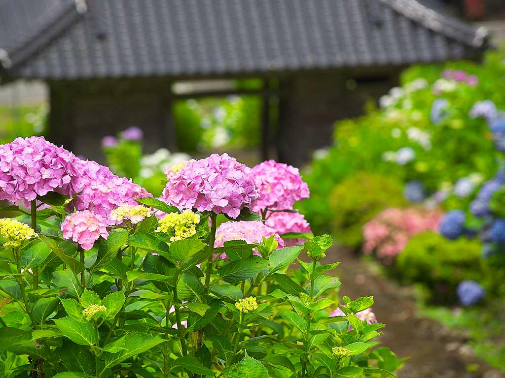 日本風景１１００　紫陽花