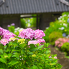 日本風景１１００　紫陽花