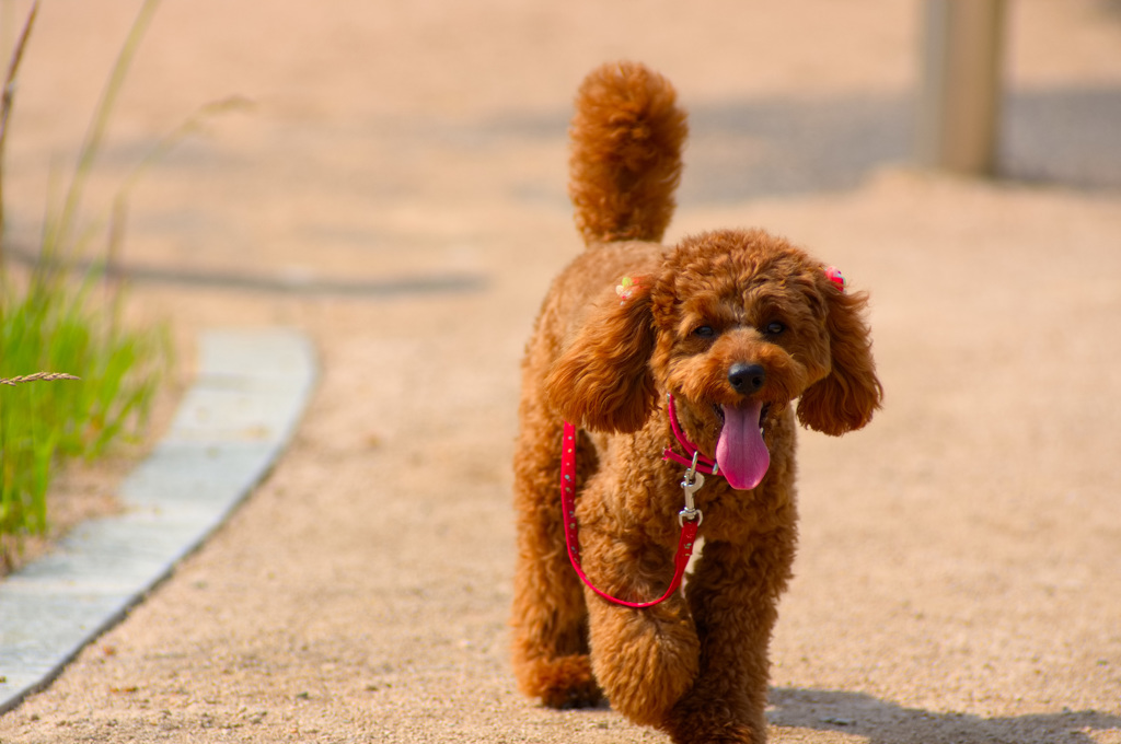 トイプードル 　ミルミルみるきー３８