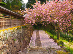 日本風景８８８桜　門前