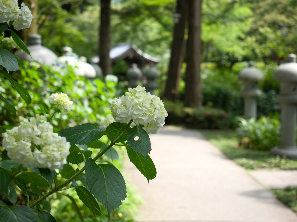 日本風景９６０　紫陽花