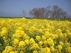 日本風景１０５１　菜の花