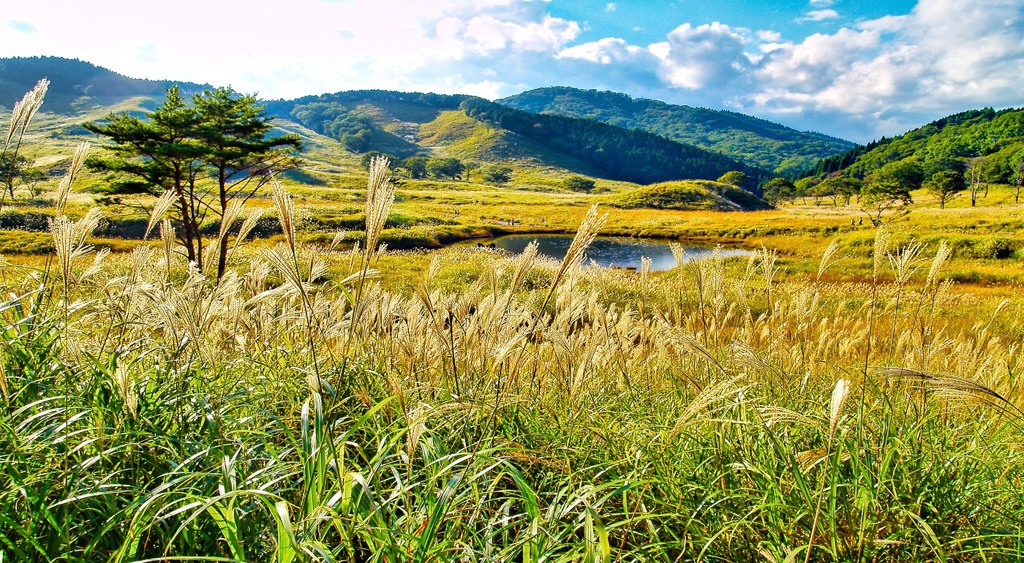 風景２０４　すすき　 秋