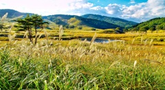 風景２０４　すすき　 秋