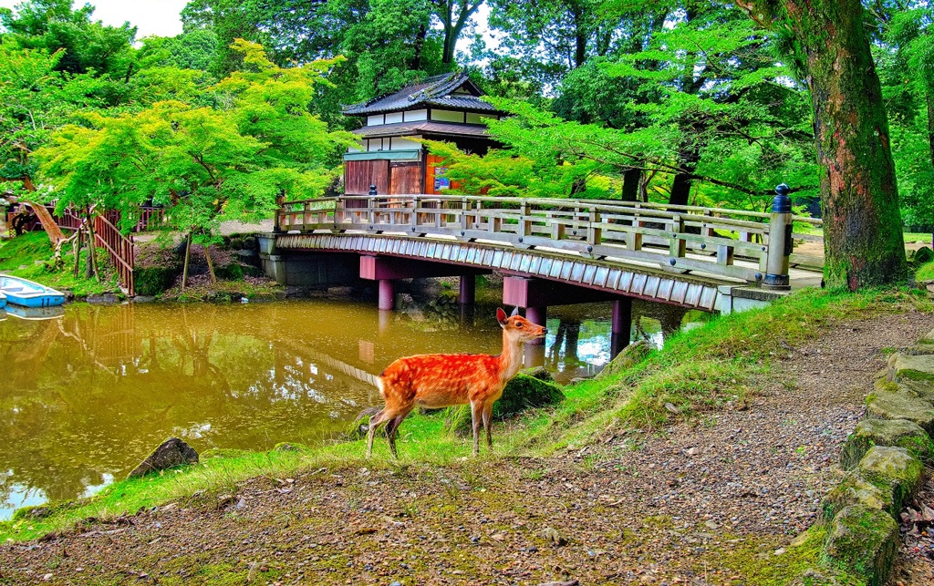 日本風景７８３　奈良　橋