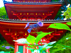 日本風景１０１２　紫陽花と寺
