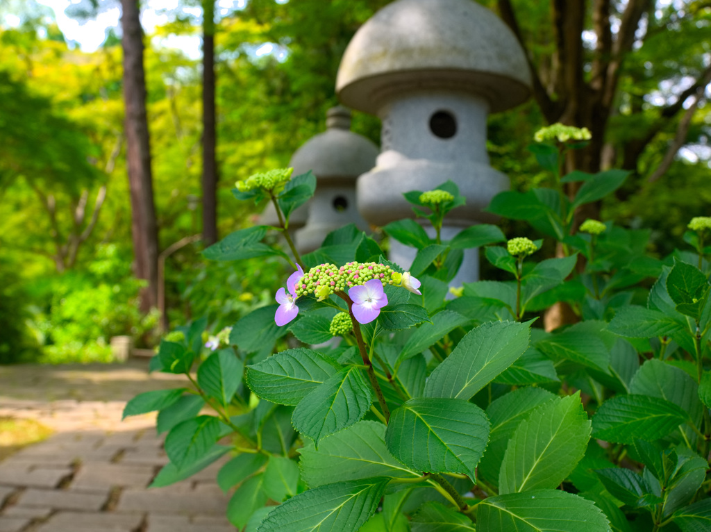 日本風景９７９　紫陽花