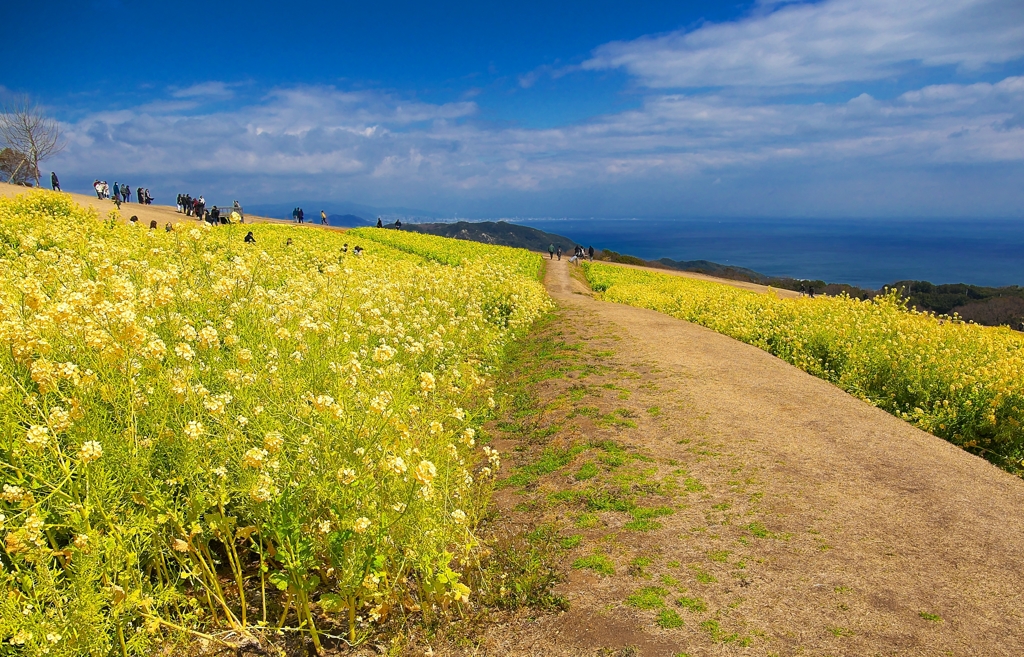 日本風景１３５６　菜の花