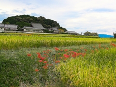 日本風景１４６７彼岸花