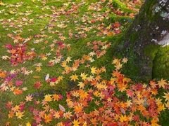 日本風景１２８２　紅葉