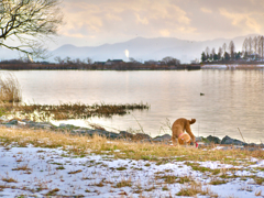日本風景１０４１　犬のいる風景