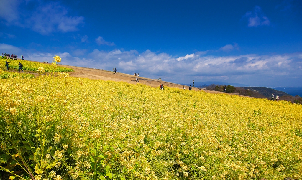 日本風景１３５２　菜の花