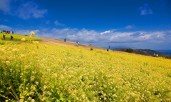 日本風景１３５２　菜の花