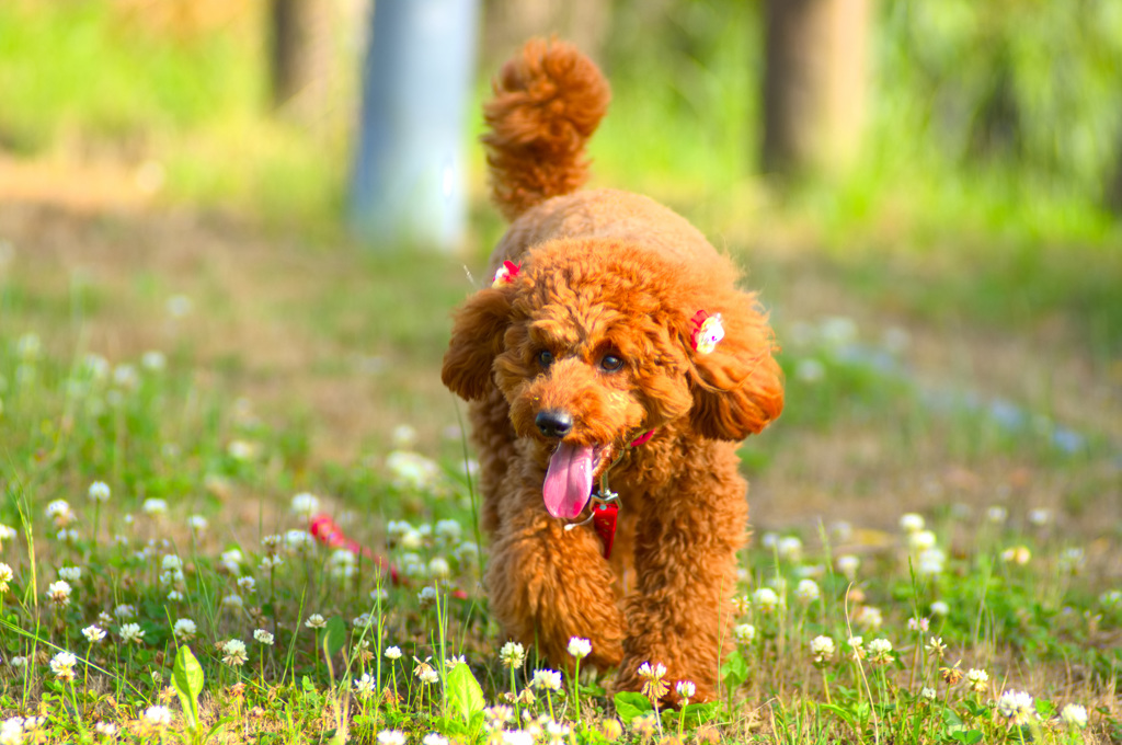 トイプードル 　ミルミルみるきー４０