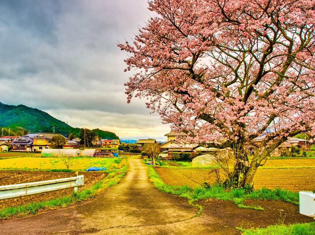 日本風景８７０　桜の道