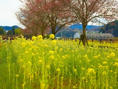 日本風景１３６５　菜の花