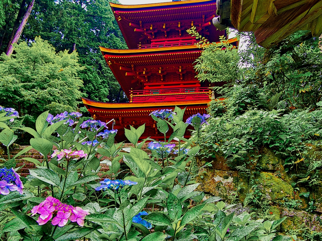 日本風景１１０３紫陽花