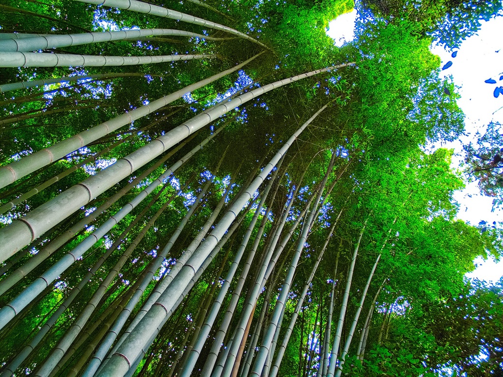 風景３５７　京都嵐山
