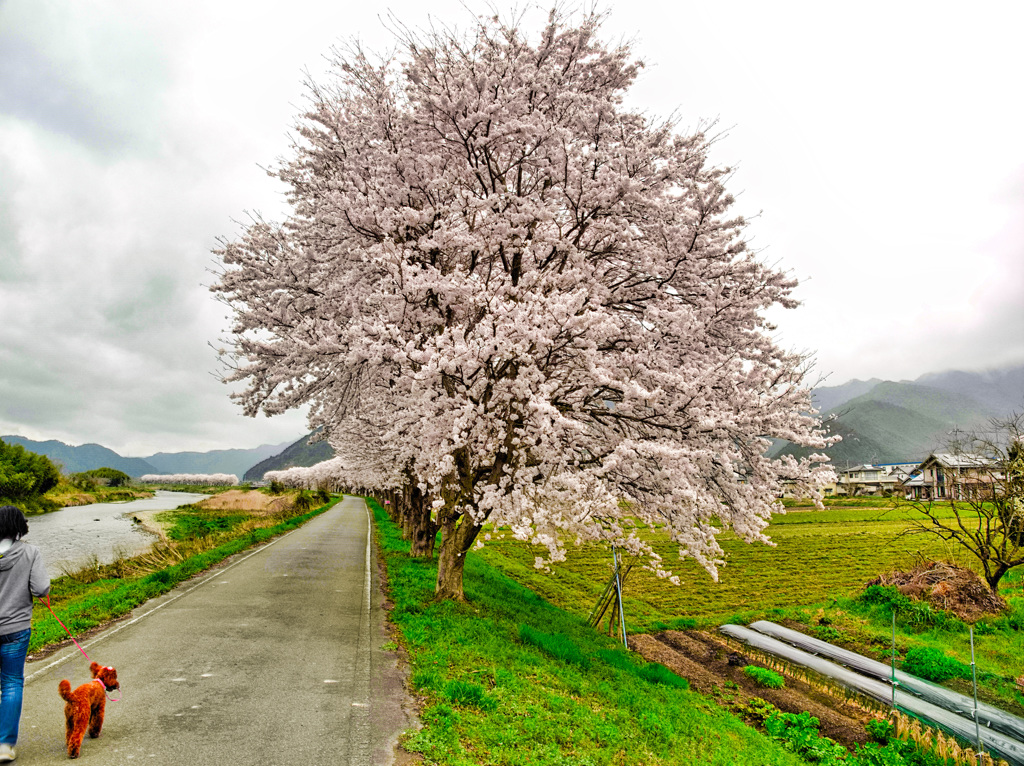 日本風景８７１　桜の散歩道