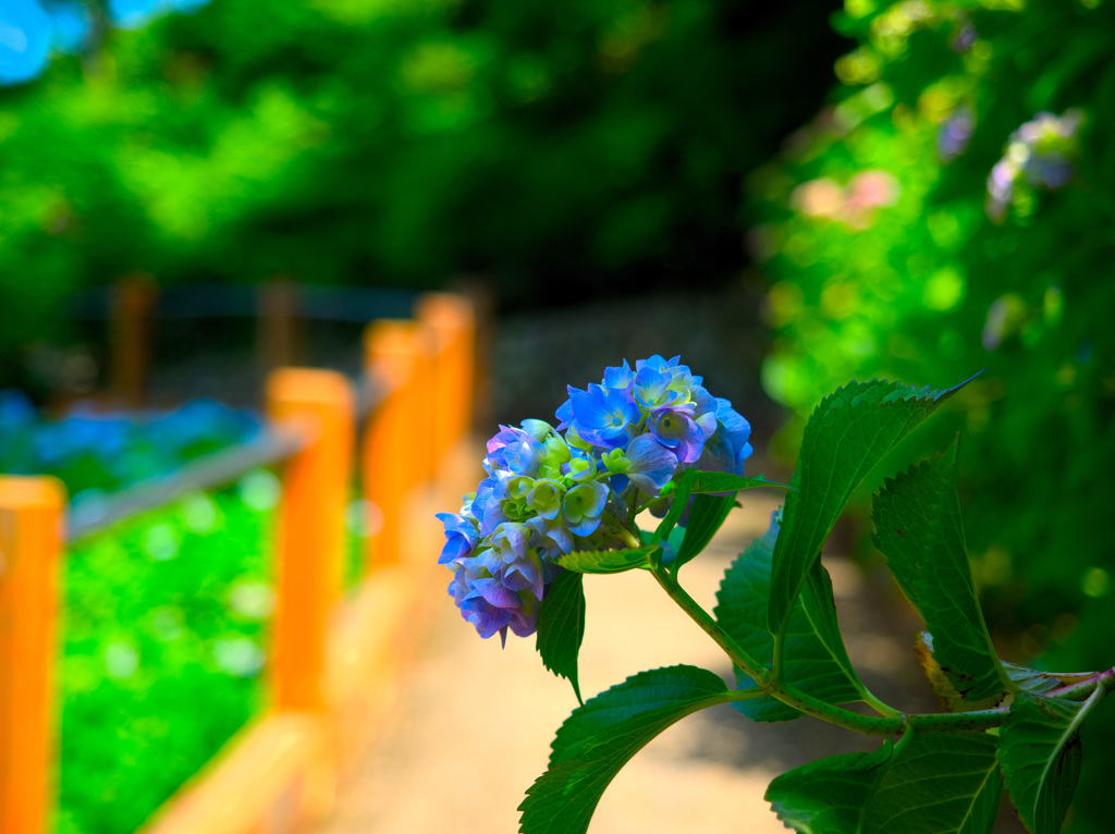 日本風景９５２　紫陽花