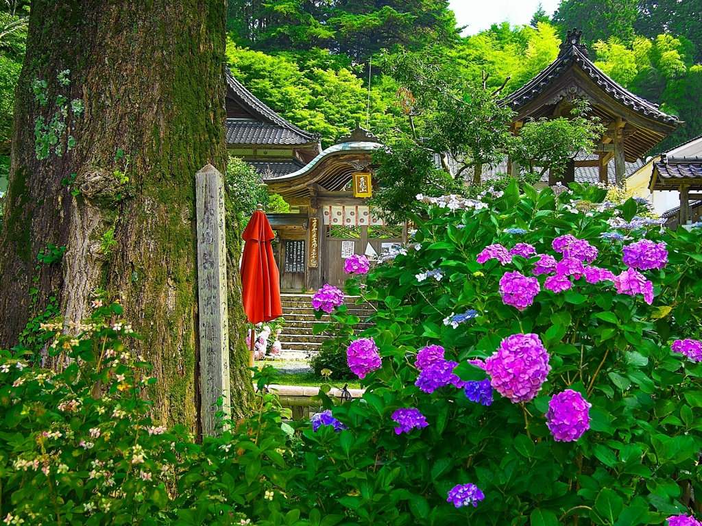 日本風景１４２９紫陽花