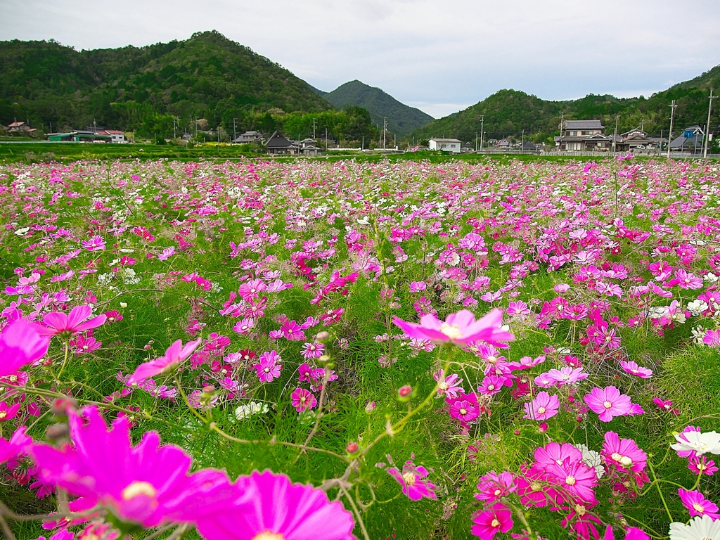 日本風景１４８４コスモス