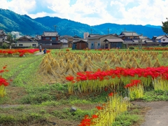 日本風景１４７０彼岸花