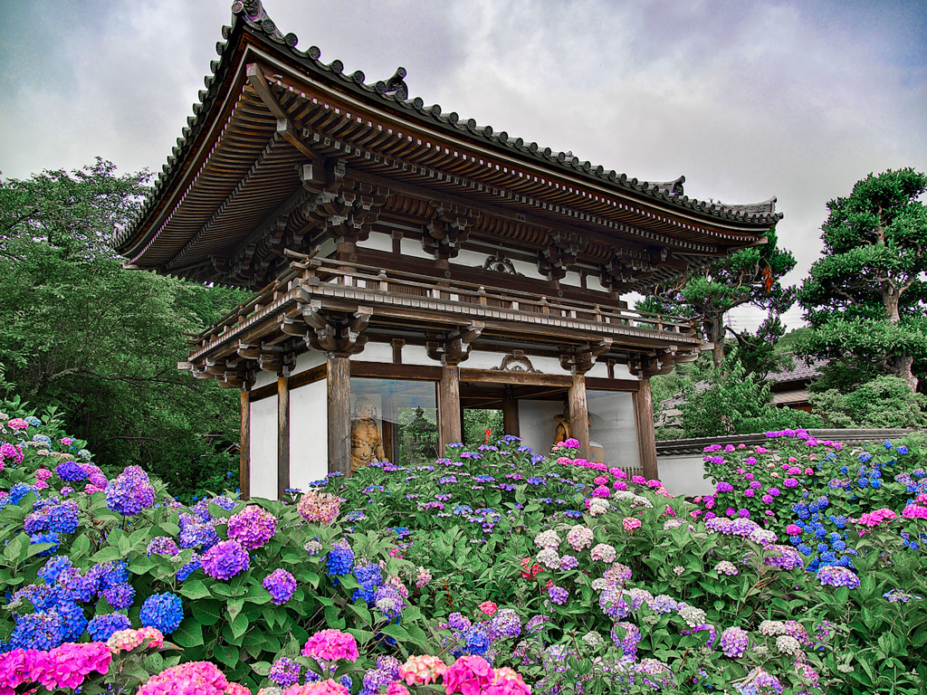 日本風景１０９８　紫陽花