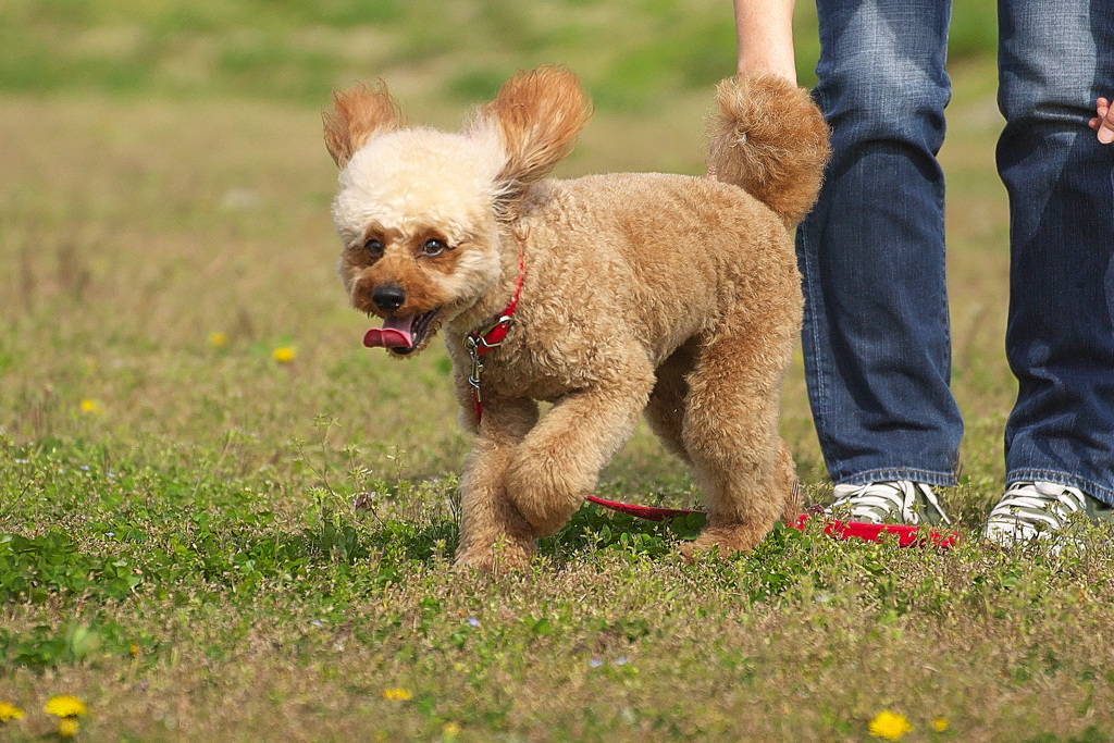 DOG７５
