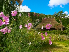 日本風景１２０７　秋桜