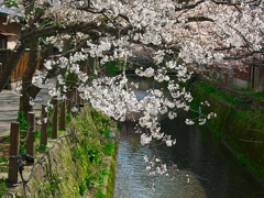 日本風景１３９３　桜