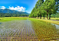 日本風景９３１　田園