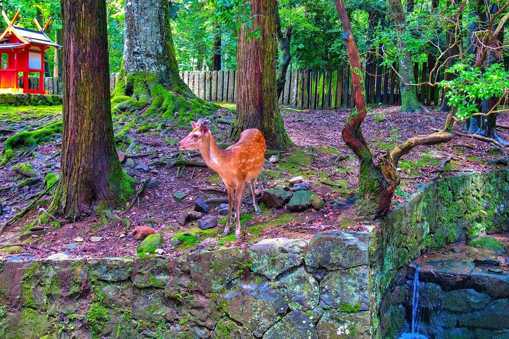 日本風景７８９　奈良　鹿