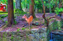 日本風景７８９　奈良　鹿
