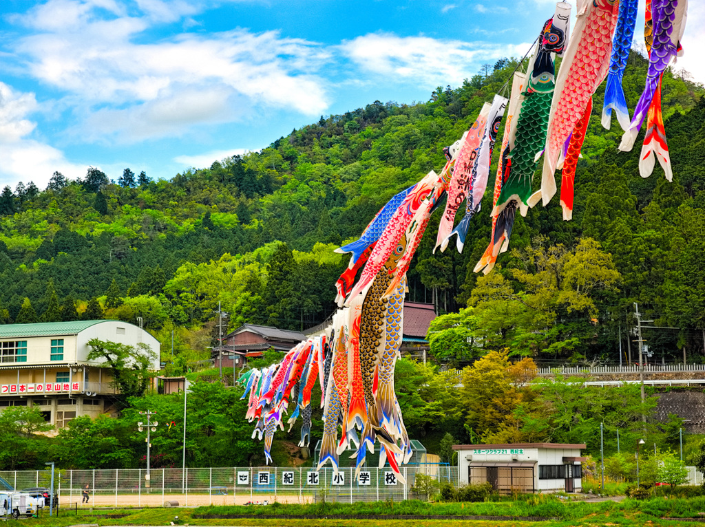 日本風景８９４　鯉のぼり
