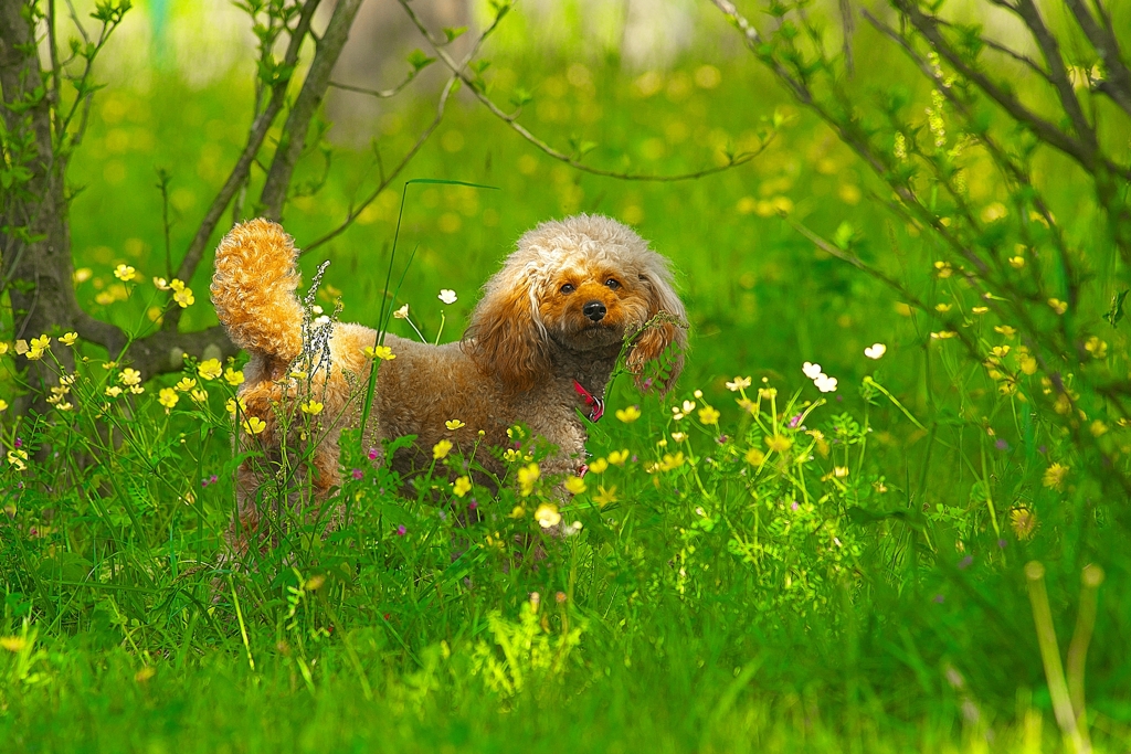 DOG190